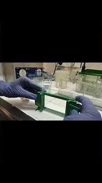 SDS-PAGE Gel Setup #electrophoresis #gelelectrophoresis #chemistryexperiment #chemistaddiction