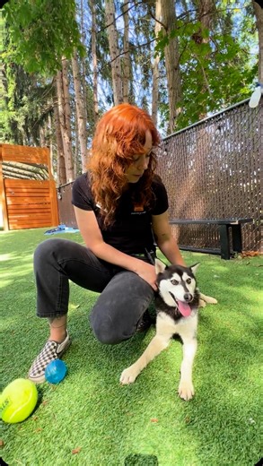 2K views · 28 reactions | Bring home a furry friend on this sunny Sunday! ☀️ PAWS will WAIVE ALL ADOPTION FEES for available adult dogs, ages 6-months and older through the end of the day today! Visit PAWS in Lynnwood to meet any of our available doggos! Tell your friends and we hope to see YOU soon!  paws.org/adopt/dogs/ Animal Shelter Weekend Hours:  Sat. 11am –5pm  Sun. 11am–5pm | PAWS - Progressive Animal Welfare Society | Facebook