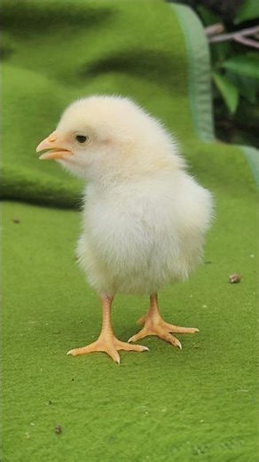 A Baby Chick Calling Loudly For Its Mama 🐥!#reels #chicken #chicks #animals #ilovepets