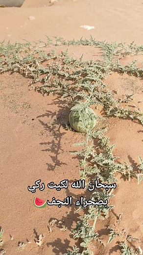 Exploring Watermelon Growth in Desert Environments