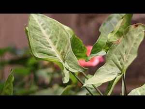 Canon SL3 (250D) 4k Video Test