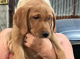 1 beautiful pedigree red fox labs