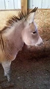 I Love Horses - Ever wonder what a Zonkey or a Zorse...