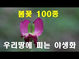 봄꽃 100종, 우리땅에 피는 야생화, Korean Wild Flowers 100 #야생화