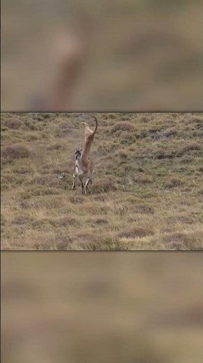 Wild Ambush Gone Wrong: Puma vs Guanaco