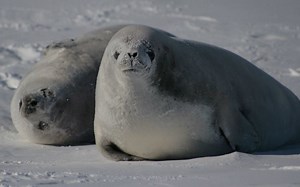 Crabeater seal - Alchetron, The Free Social Encyclopedia