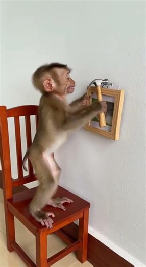 Tiny Baby Monkey Doing DIY Is Too Cute