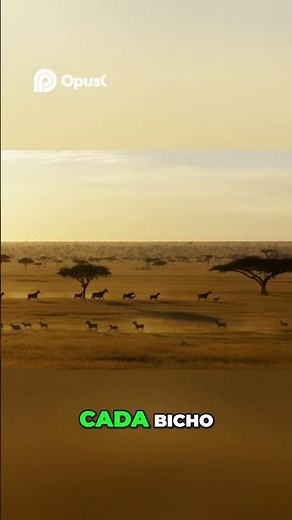 🎵 Animais da África | Sol e Lua Kids Africanidades 🦁🐘🦒