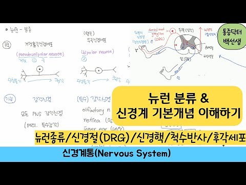 Neuron Classification (Neuron Types) & Understanding the Basic Concepts of the Nervous System: Ga...