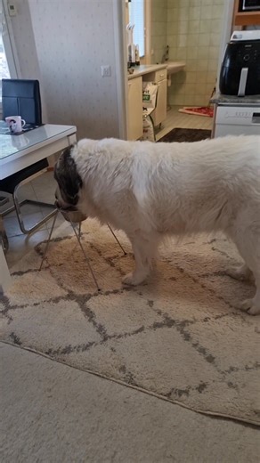Aina jotain huolta. Tumpulla alkoi illalla suun maiskuttelu ja nielemien. Nyt taas pohdintaa mikä aiheuttaa? Söi maitohappobakteerit josta aloitti kohta... Vikkon päästä olisi hammaslääkäriaika ja laitetaan suu kuntoon.... Tässä aamulla veden juontia ja ei tämä ukolle ihan normaalia ole jäädä tunnustelemaan.... Joo närästystä on mietitty. Toisaalta taas tuntuisi, että suussa on jotain jota yrittää maiskutella. Selkä on jumissa ja kipulääkettä syö niin se voi aiheuttaa närästystä. Niin vaikea san