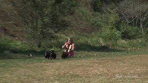 64K views · 15K reactions | Turns out dachshunds make perfect sled dogs! Www.clipsofa.com for more | Clipsofa | Facebook