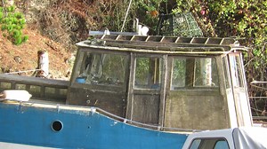 Canon PowerShot SX60 HS: tripod pan