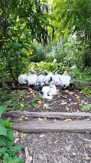 7 Light Brahma chickens (13 weeks old) #lightbrahma #chickens