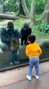 763K views · 3.4K reactions | This video shows a young child dancing happily in front of a gorilla. The child performs playful and energetic dance moves without any fear, enjoying the moment. #gorilla | Common Sense On Mars | Facebook