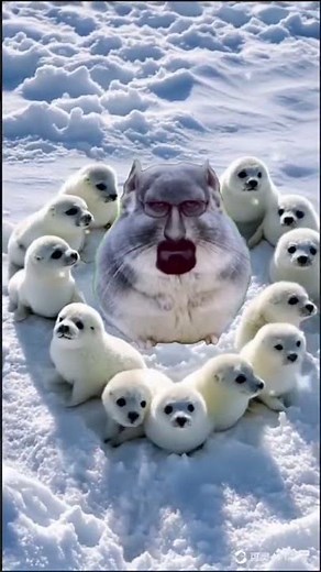 Walter white chinchilla surrounded by seals brainrot screaming audio
