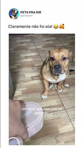 Nem olhou na minha cara 😂🐶