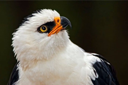 Black-And-White Hawk-Eagle: The Ultimate Guide - Operation Migration