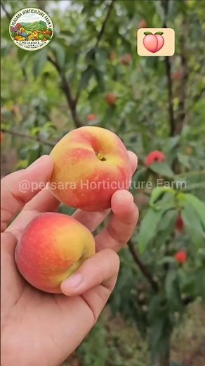 peach seasons 🍑🍑🍑 | Prunus persica | Soh phareng #horticulture #gardening #fruit #peach #asia #usa