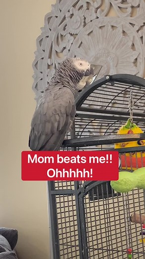 Understanding the Love Between Mom and a Rescued African Grey