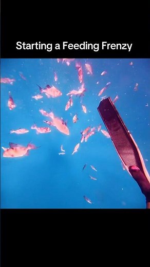 How to Start A Feeding Frenzy