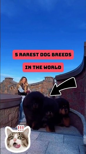 5 Rarest Dog Breeds in the World 🌍🐕