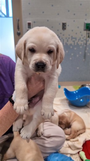 Dogs Inc on Instagram: "Did you know a Labrador can have 10 or more puppies in one litter? 🐾 Telling them apart is no small task! That’s where our color-coded collars come in. 🌈 Each pup gets a collar by birth order — a simple system that helps us track their development from day one. It’s the very first step toward giving each future hero a name, a purpose, and a path. Video Description: A woman in scrubs sits in a puppy nursery with small yellow Labrador puppies. The puppies wear different c