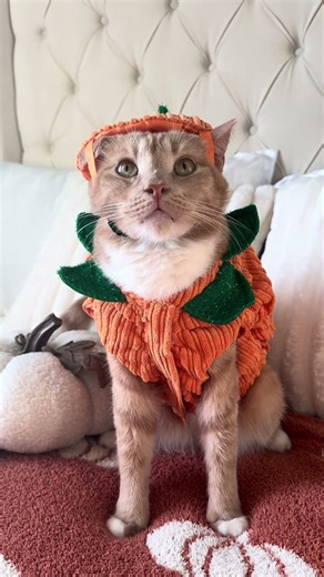 you guys better be ready for when Ember starts to bring out his Halloween costumes🤭🎃