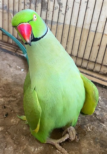 Adorable Parrot Dancing to Captivate Hearts