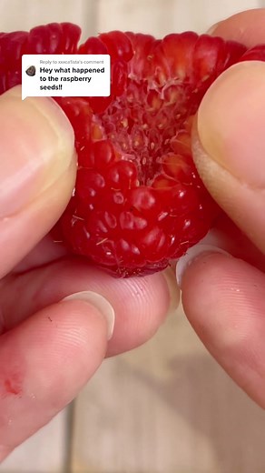 Raspberry Plant Update - How to Seed Raspberries