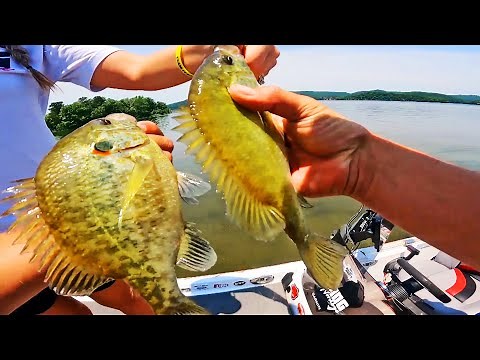 Catching MONSTER Shellcrackers (Redear) on Lake Guntersville! (Summer Bluegill Fishing)
