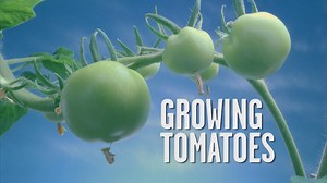 One of our favorite things about a Southern summer? Fresh, homegrown tomatoes. http://trib.al/Orj9GHl | Southern Living