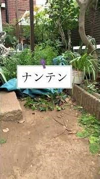 チャボヒバの刈り込み #いがらしガーデン #ショート #庭作業 #ガーデニング #剪定 #gardening #bonsai