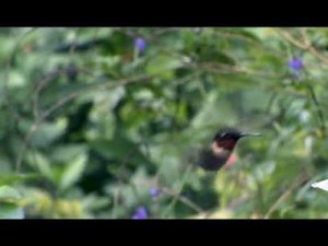 The Ruby-throated Hummingbird (60 seconds)