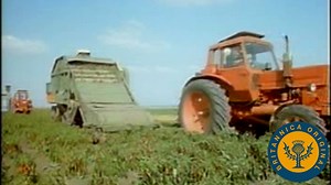 Hungarian Paprika Harvest & Production | Britannica