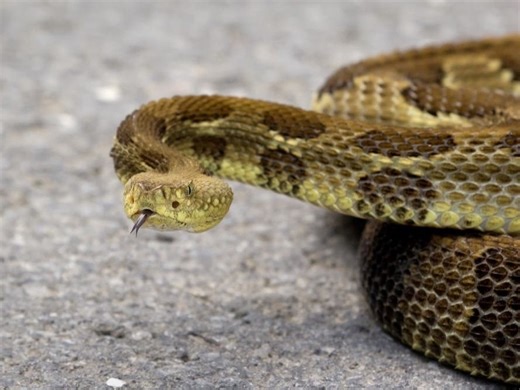 Rare Timber Rattlesnake Spotted In Eastern PA Neighborhood