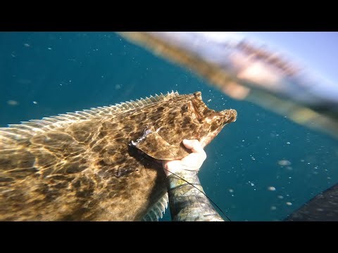 Spearfishing Monster (41#) Halibut in Northern Channel Islands @kelpnomad