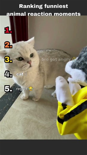 Ranking funniest animal reaction moments