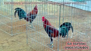 McLean broodstag Full brother #WORLDGAMEFOWLEXPO #january 17 to 19 #worldtradecenter | Kate L Kurt