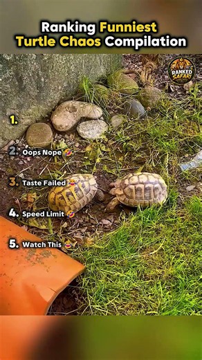 🐢 Ranking Funniest Turtle Chaos 😂 || #turtles #funnyanimals ‪@RankedSafari‬