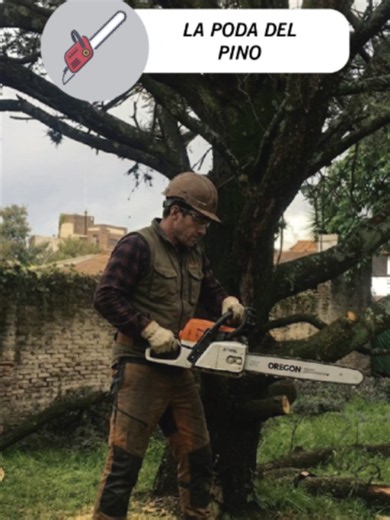 Qué árbol plantar en el jardín de una casa abandonada: recomendaciones prácticas
