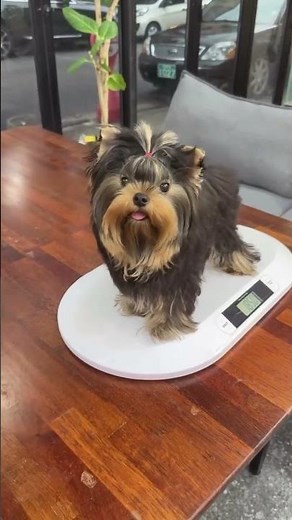 We are thrilled to introduce our adorable, full-grown Teacup Yorkie puppy 💙