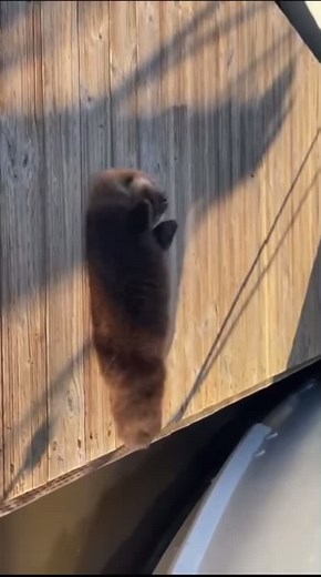 Baby Otter and Mom: A Heartwarming Wildlife Encounter
