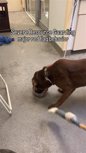 One major red flag behaviors for resource guarding that’s more severe is dogs that go to the bathroom while they are guarding. This is a sign of severe severe stress and agitation that goes way beyond the realm of normal. Pets like this need professional treatment from a veterinary psychiatrist, just like a human being who would do something like this. It’s a sign the pet is so unwell and suffering. And, before you guys all come at me because of the guarding testing, we have adoptability criteri
