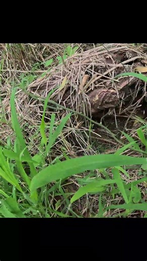 Releasing an angry Python into the Australian bush #snake #trending #gopro #foryou #nature #wildlife