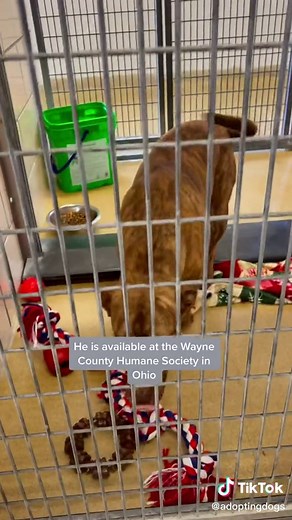 Meet Harvey: 7-Month-Old Mountain Cur Seeking Home