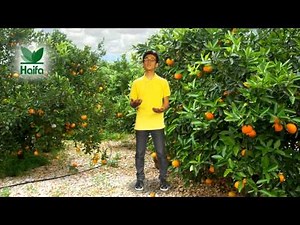 The Secret for Optimal Foliar Fertilization for Fruit Trees