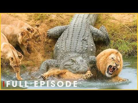 NAMIB WILD WATERS - Ancient Reptile Survives The Drought (Full Episode) | Nature Animal Documentary