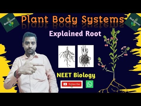 Plant System | Root System Explained | #BioExplorer