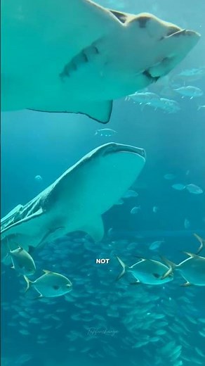 Whale sharks