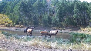 Bull elk getting worked up for their September and October breeding season. (Wasatch County, Utah) | Scott Root
